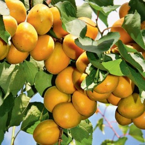 Абрикос Лель (ранний)