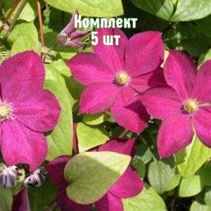 Комплект 5шт / Клематис Мадам Эдуард Андре