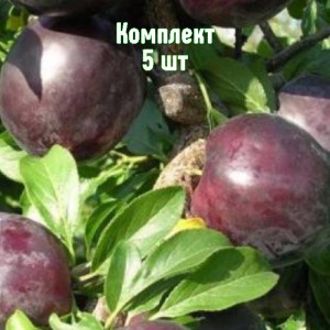 Комплект 5шт / Алыча Клеопатра (Средняя/Фиолетовая)